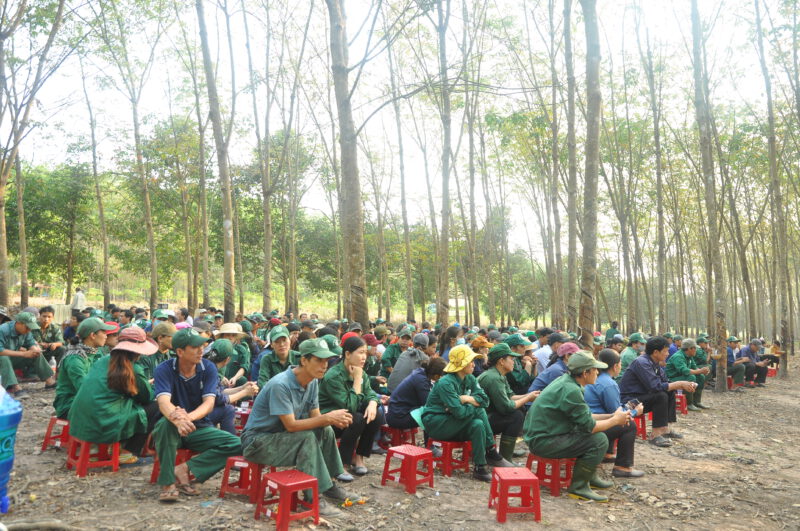 Nông trường Long Hòa ra quân thu hoạch mủ năm 2021