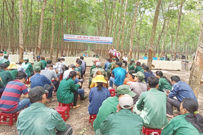 Các nông trường cao su thuộc Công ty TNHH MTV Cao su Dầu Tiếng đồng loạt ra quân thu hoạch mủ cao su và Tháng công nhân năm 2021