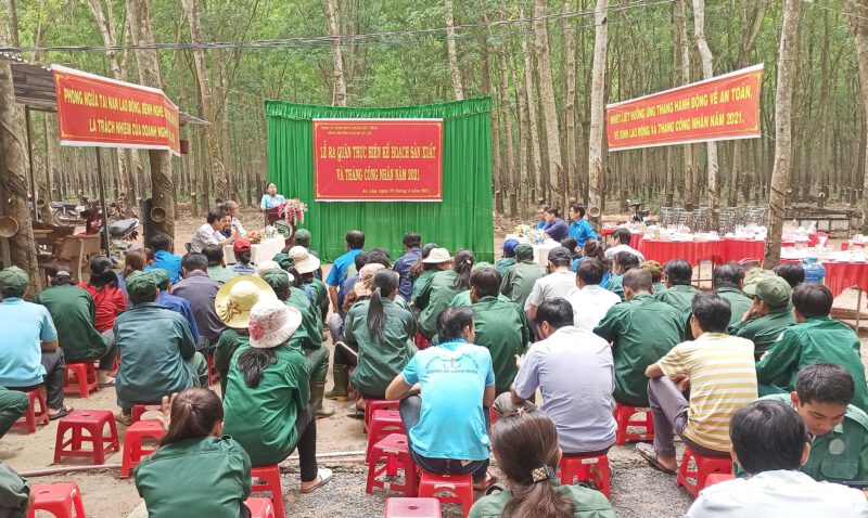 Các nông trường cao su thuộc Công ty TNHH MTV Cao su Dầu Tiếng đồng loạt ra quân thu hoạch mủ cao su và Tháng công nhân năm 2021