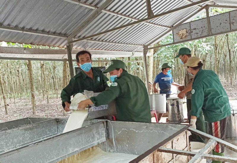 Cao su Dầu Tiếng đảm bảo chăm lo sức khỏe, phòng chống dịch bệnh Covid-19 trong công nhân lao động