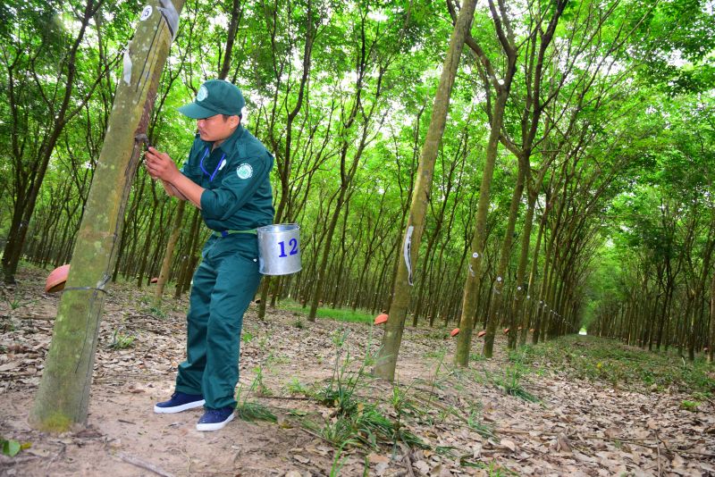 Nông trường Thanh An: Nhiều cá nhân, tập thể xuất sắc tại hội thi thợ giỏi thu hoạch mủ cao su năm 2022