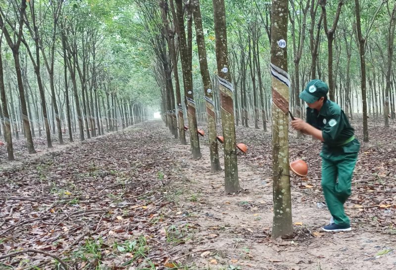 Nông trường An Lập đạt giải nhất hội thi bàn tay vàng cấp công ty năm 2022