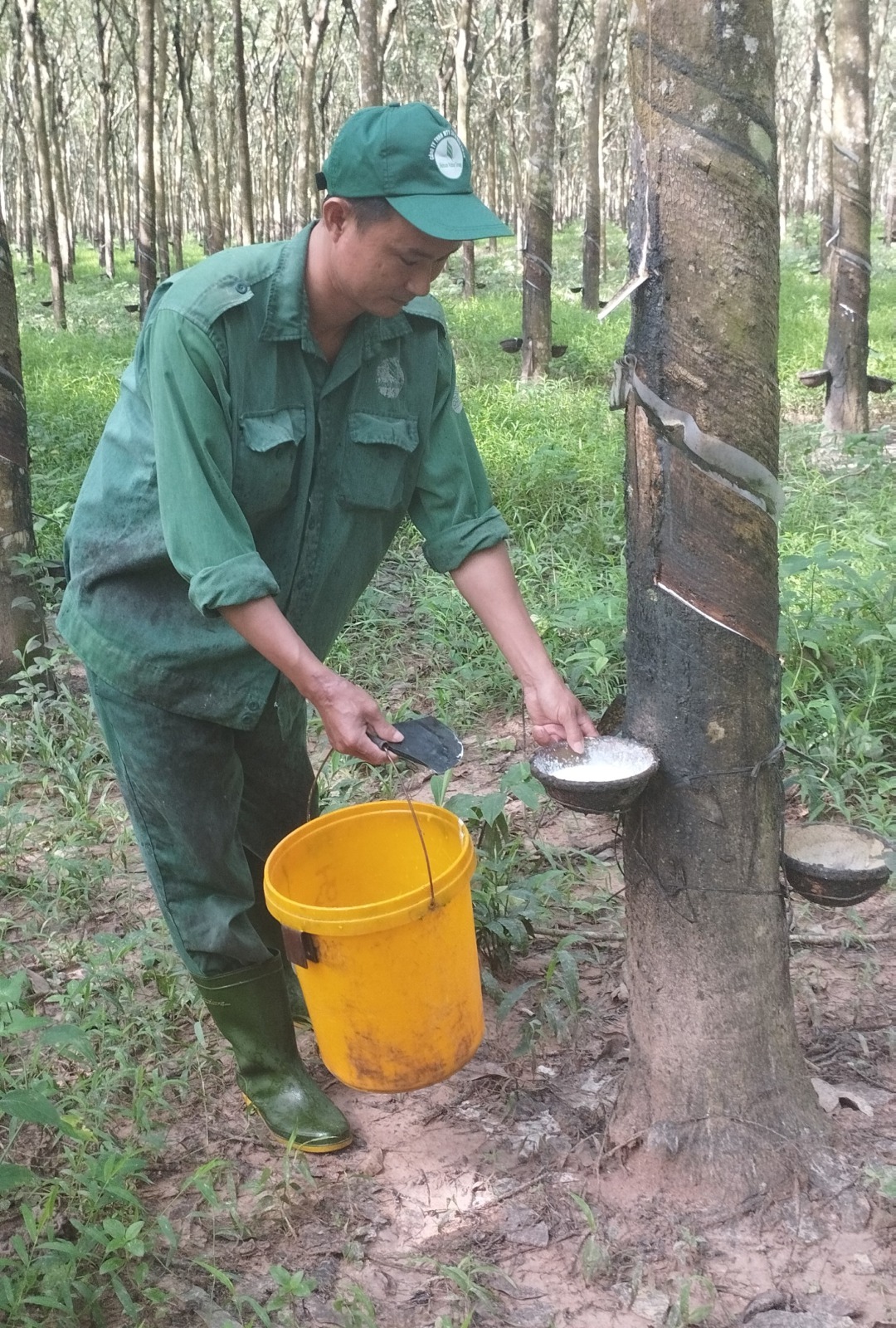 Tổ 8 khai thác mủ cao su thực hiện sản lượng đạt tỷ lệ cao nhất công ty cao su Dầu Tiếng