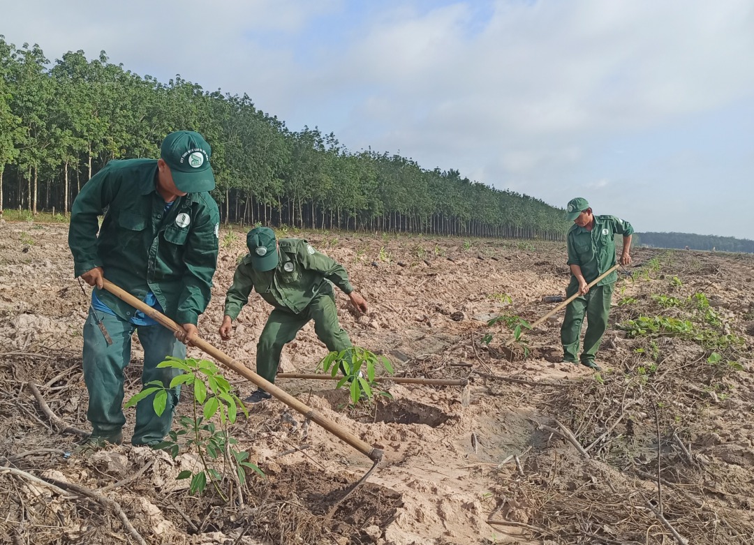 Cao su Dầu Tiếng, hoàn thành kế hoạch tái canh năm 2022